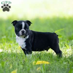 Oliver, Boston Terrier Puppy